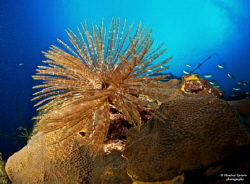 Magnificent Feather Duster Worm (Sabellastarte magnifica)... by Henley Spiers 